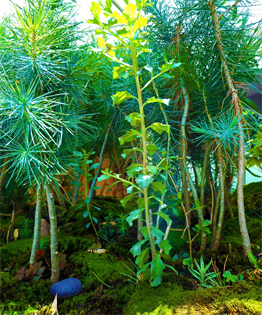 large dracaena marginata Huge Dracaena Marginata Stump main image 1